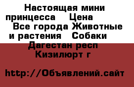 Настоящая мини принцесса  › Цена ­ 25 000 - Все города Животные и растения » Собаки   . Дагестан респ.,Кизилюрт г.